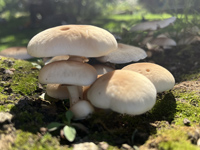10 Millie Greeno Mushrooms LR