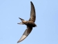 Join the TDWGRA's Swift Survey