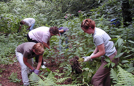 Countryside volunteers at work