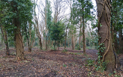 Ditton Common Woodland Management