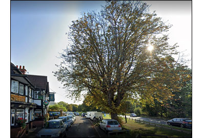 Horse chestnut tree outside Sextons LR