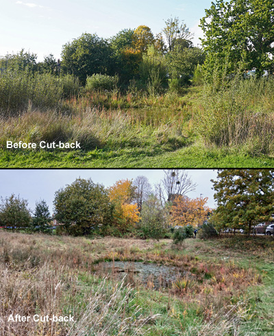 Milbourne Pond area - Opened up again