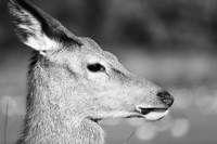 11 Sarah Greeno Deer in Bushy Park LR