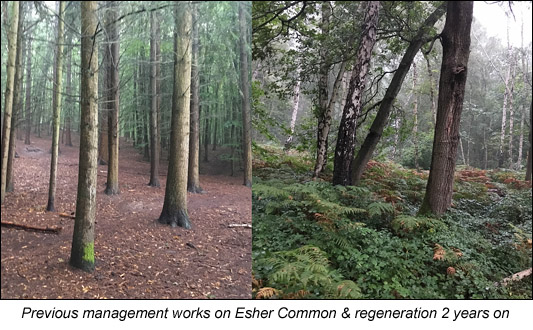 Previous management works on Esher common regeneration 2 years on LR