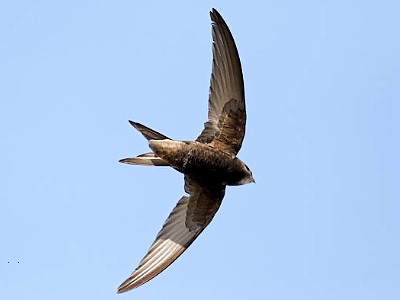 Swift flying