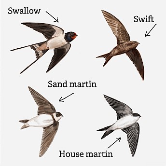 Swifts differentiating
